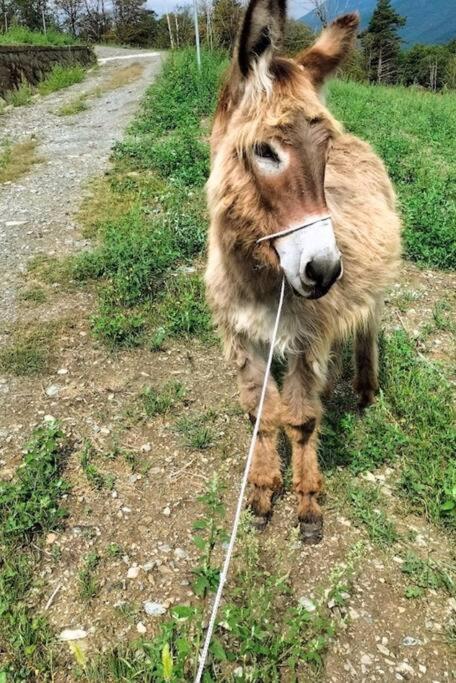Appartamento Di Montagna Lo Grop Chambave Екстериор снимка