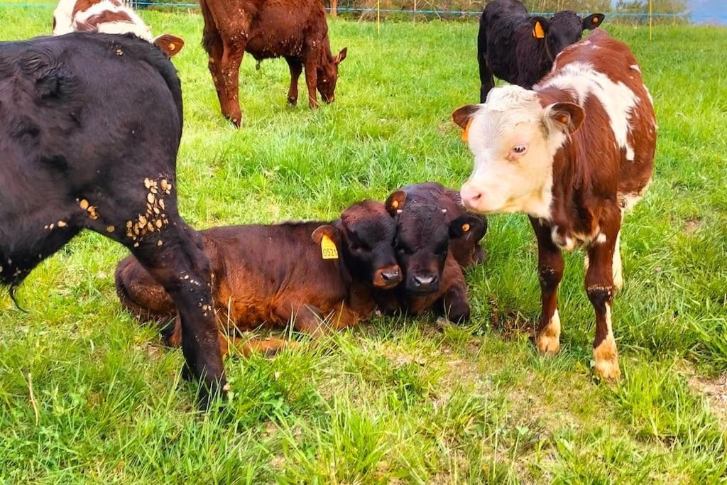 Appartamento Di Montagna Lo Grop Chambave Екстериор снимка